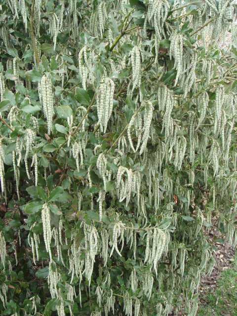 Garrya elliptica P1B P5